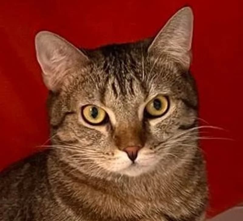 Nilo, male mixed breed for adoption at Tierschutzverein Russelsheim, Rüsselsheim