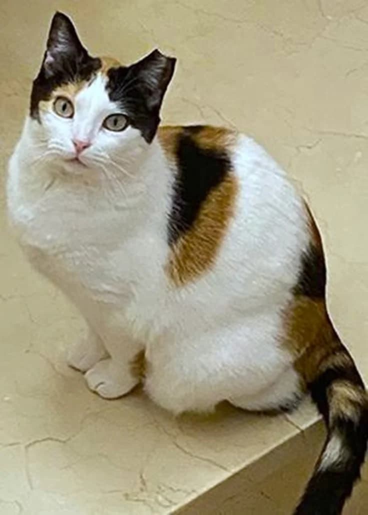 Nora – vermittelt – am 14.4. ausgezogen, female mixed breed for adoption at Tierschutzverein Russelsheim, Rüsselsheim