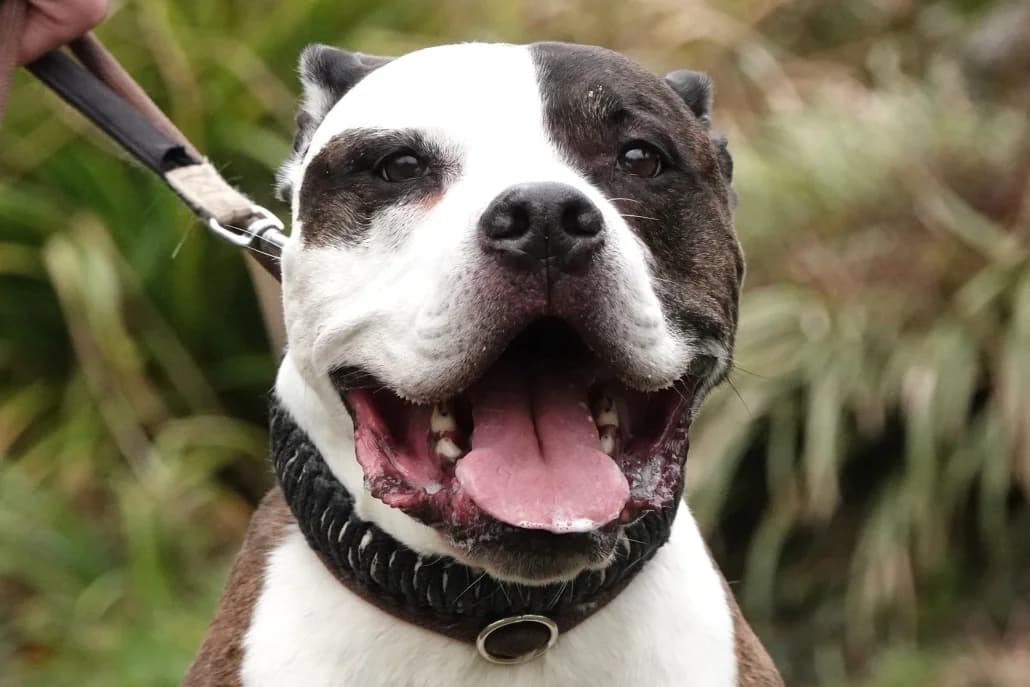 Odin, male Mixed Breed for adoption at Tierschutzverein Russelsheim, Rüsselsheim
