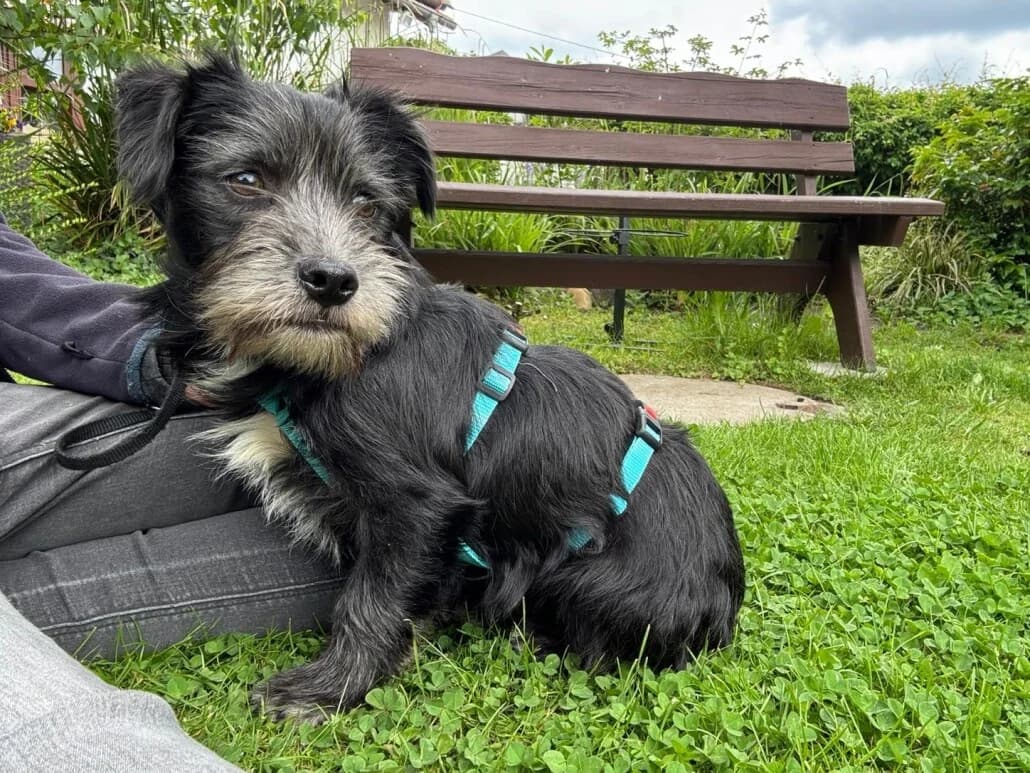 Onyx, male Mixed Breed for adoption at Tierschutzverein Russelsheim, Rüsselsheim