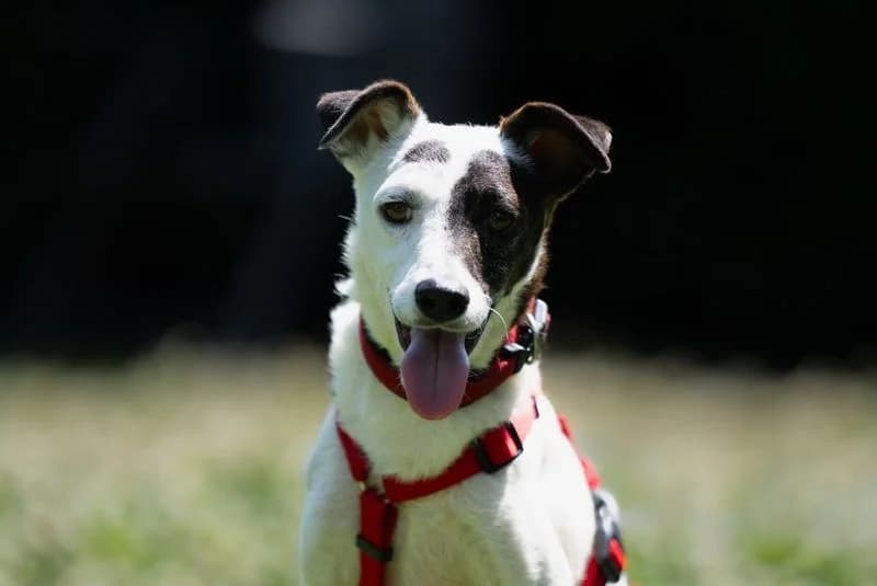 Oreo, male Mixed Breed for adoption at Tierschutzverein Russelsheim, Rüsselsheim