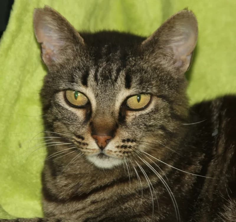 Pepa, female mixed breed for adoption at Tierschutzverein Russelsheim, Rüsselsheim