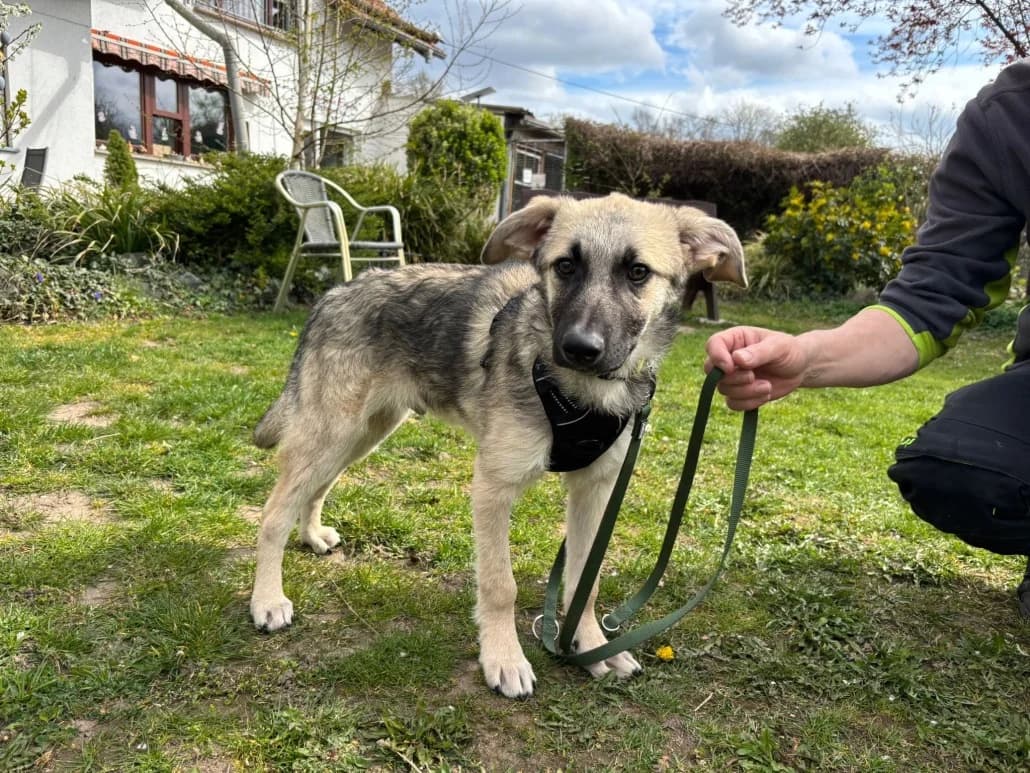 Pepe – reserviert, male Mixed Breed for adoption at Tierschutzverein Russelsheim, Rüsselsheim
