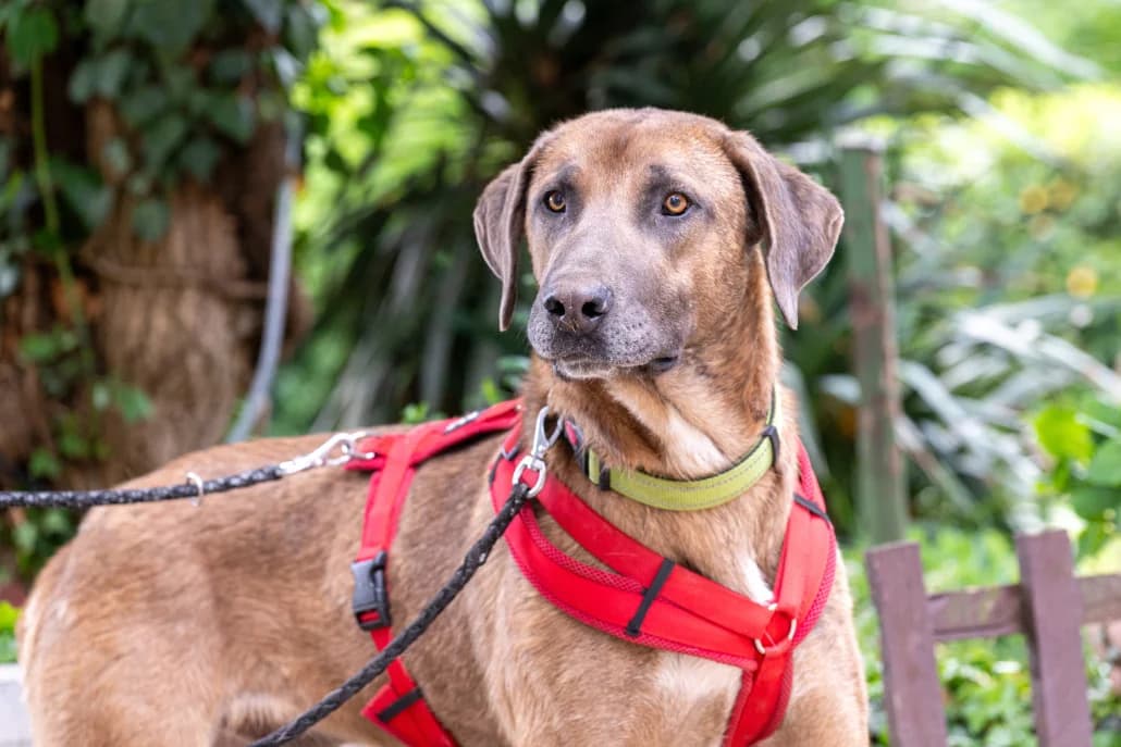 Pico, male Mixed Breed for adoption at Tierschutzverein Russelsheim, Rüsselsheim