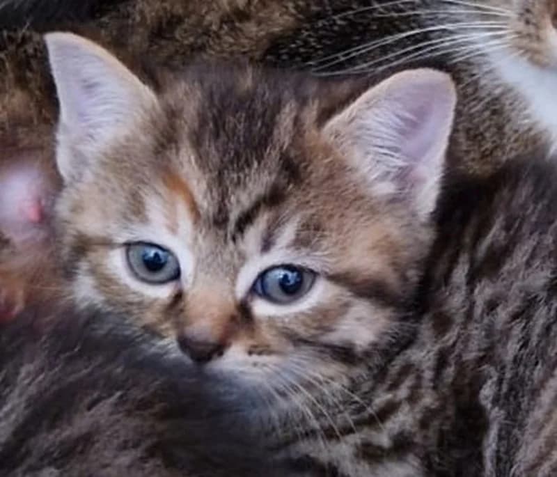 Pina – vermittelt – zieht am 2.6. aus, female mixed breed for adoption at Tierschutzverein Russelsheim, Rüsselsheim