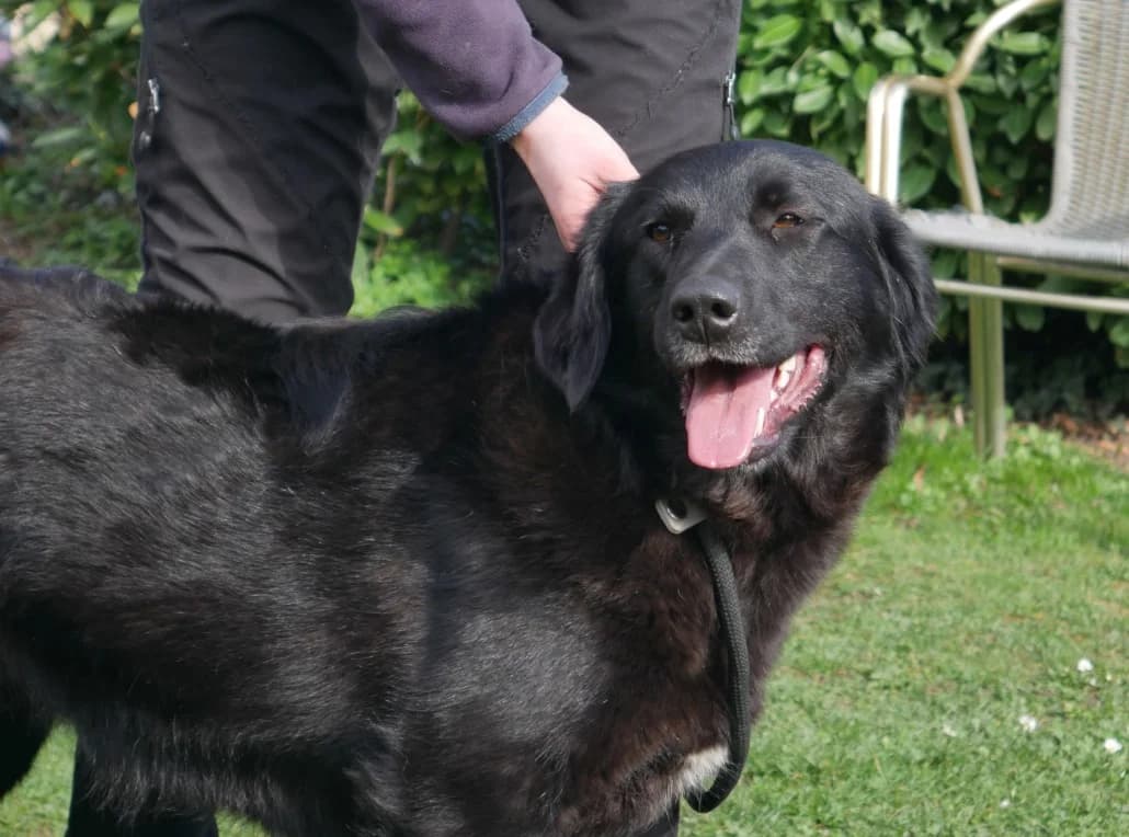 Piri, female Mixed Breed for adoption at Tierschutzverein Russelsheim, Rüsselsheim