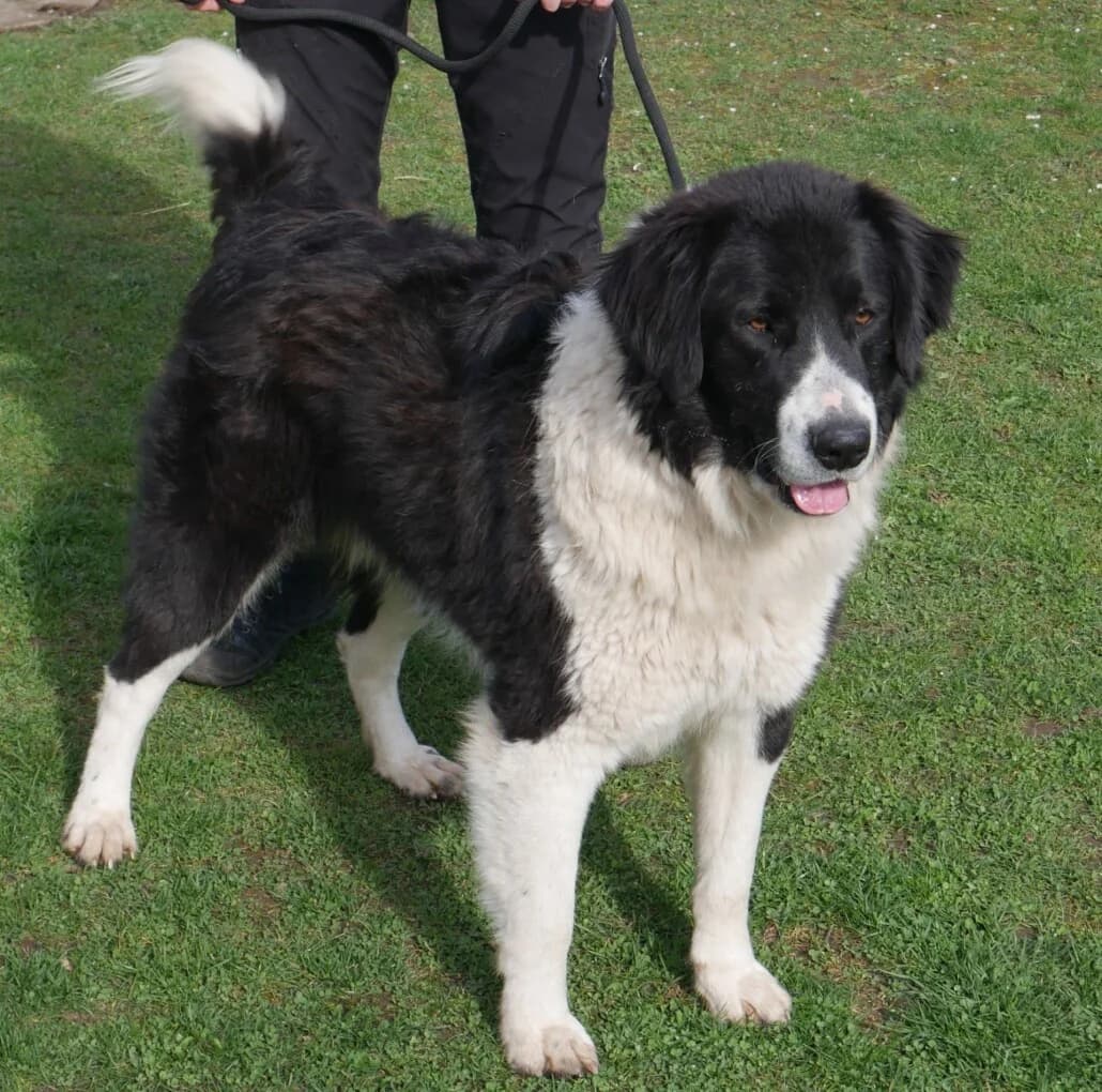 Pogo, male Mixed Breed for adoption at Tierschutzverein Russelsheim, Rüsselsheim