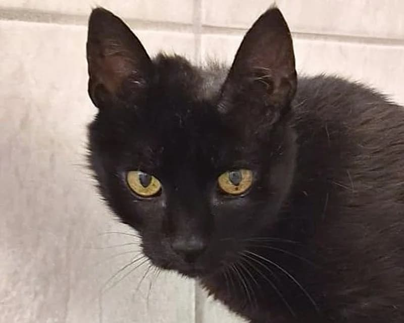 Puma, female senior European Shorthair for adoption at Tierschutzverein Russelsheim, Rüsselsheim