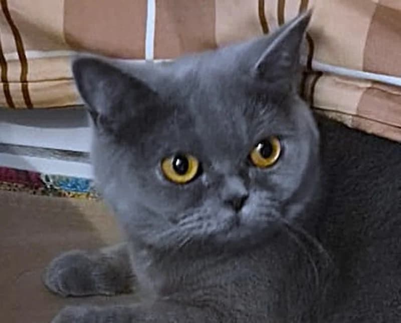 Raya, female young British Shorthair for adoption at Tierschutzverein Russelsheim, Rüsselsheim