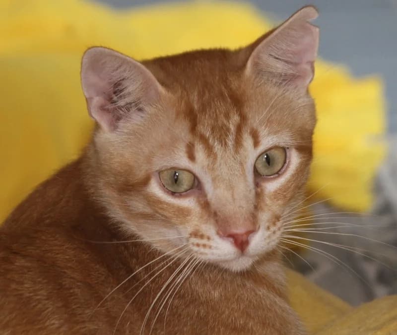 Rob, male mixed breed for adoption at Tierschutzverein Russelsheim, Rüsselsheim