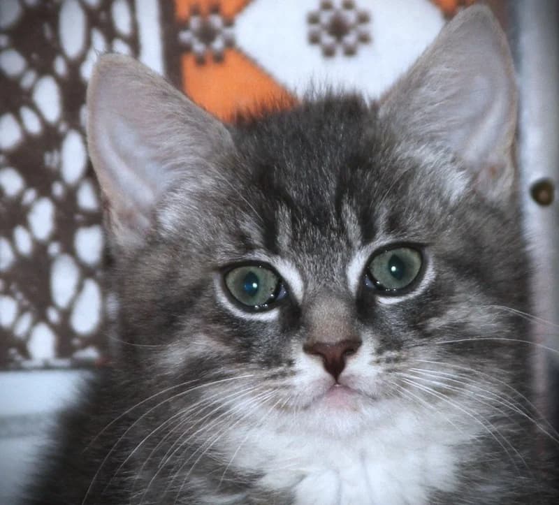 Sky,  mixed breed for adoption at Lucky Paws North Macedonia, Skopje