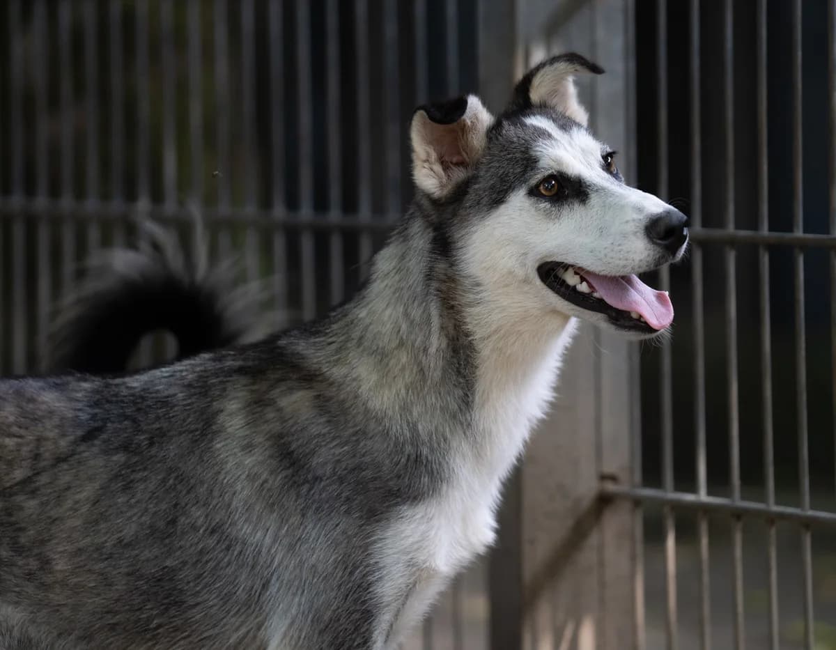 Susy,  young Mixed Breed for adoption at Tierschutzverein Russelsheim, Rüsselsheim