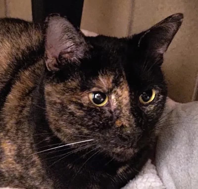 Tia, female mixed breed for adoption at Tierschutzverein Russelsheim, Rüsselsheim