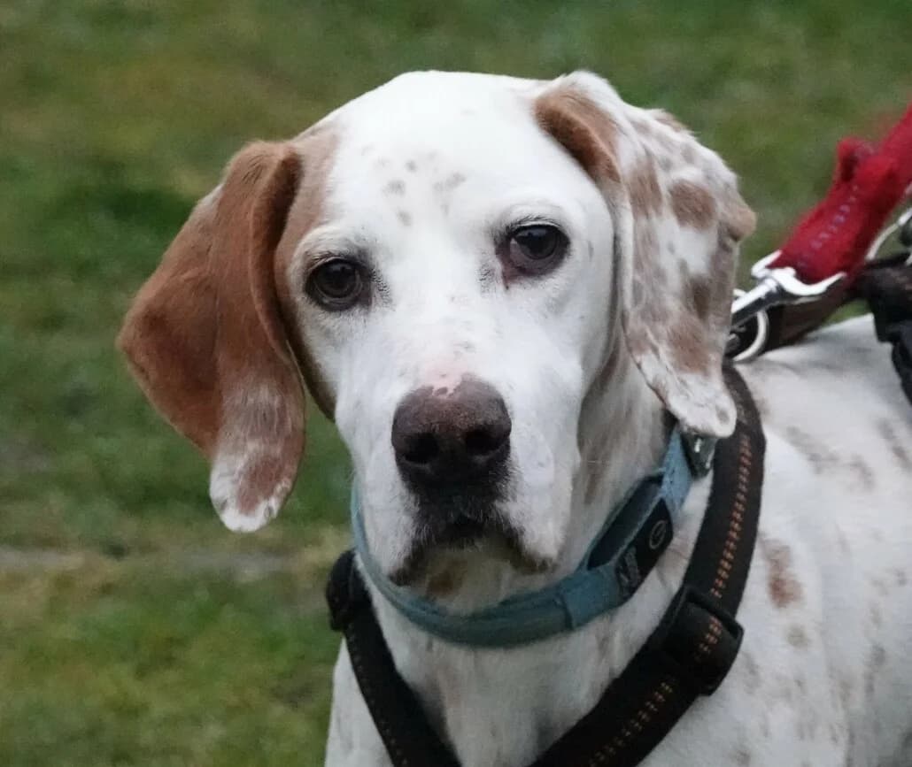 Tom, male Mixed Breed for adoption at Tierschutzverein Russelsheim, Rüsselsheim