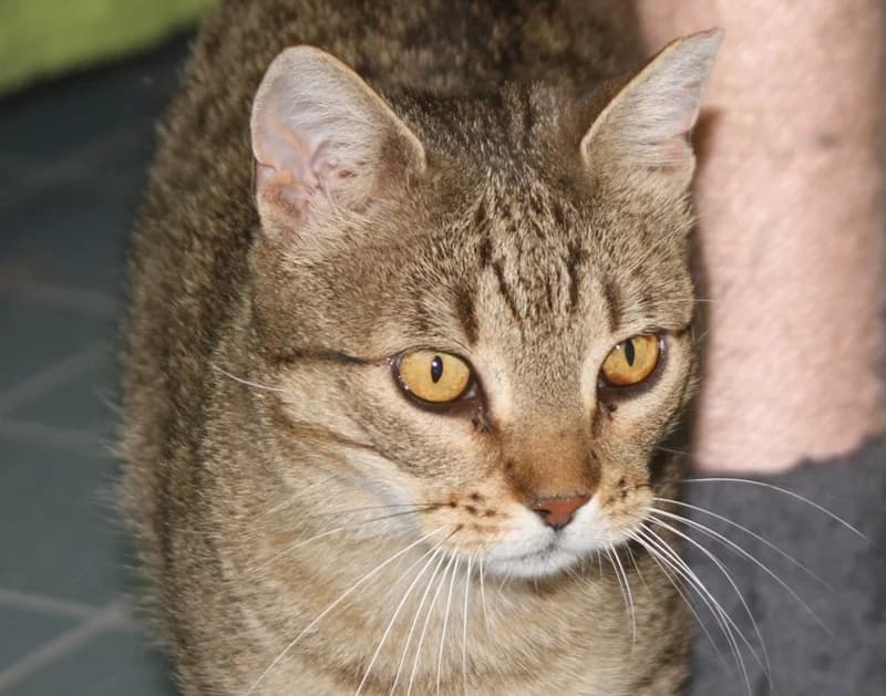 Tora, female mixed breed for adoption at Tierschutzverein Russelsheim, Rüsselsheim