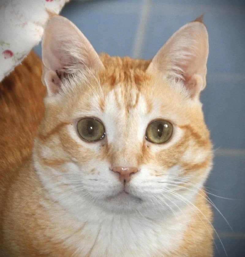 Tuco, male mixed breed for adoption at Tierschutzverein Russelsheim, Rüsselsheim