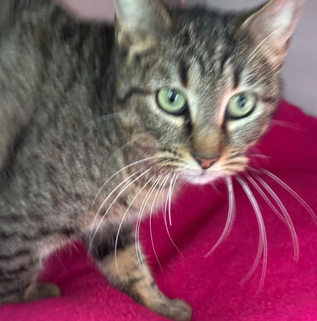 Vera, female mixed breed for adoption at Tierschutzverein Russelsheim, Rüsselsheim