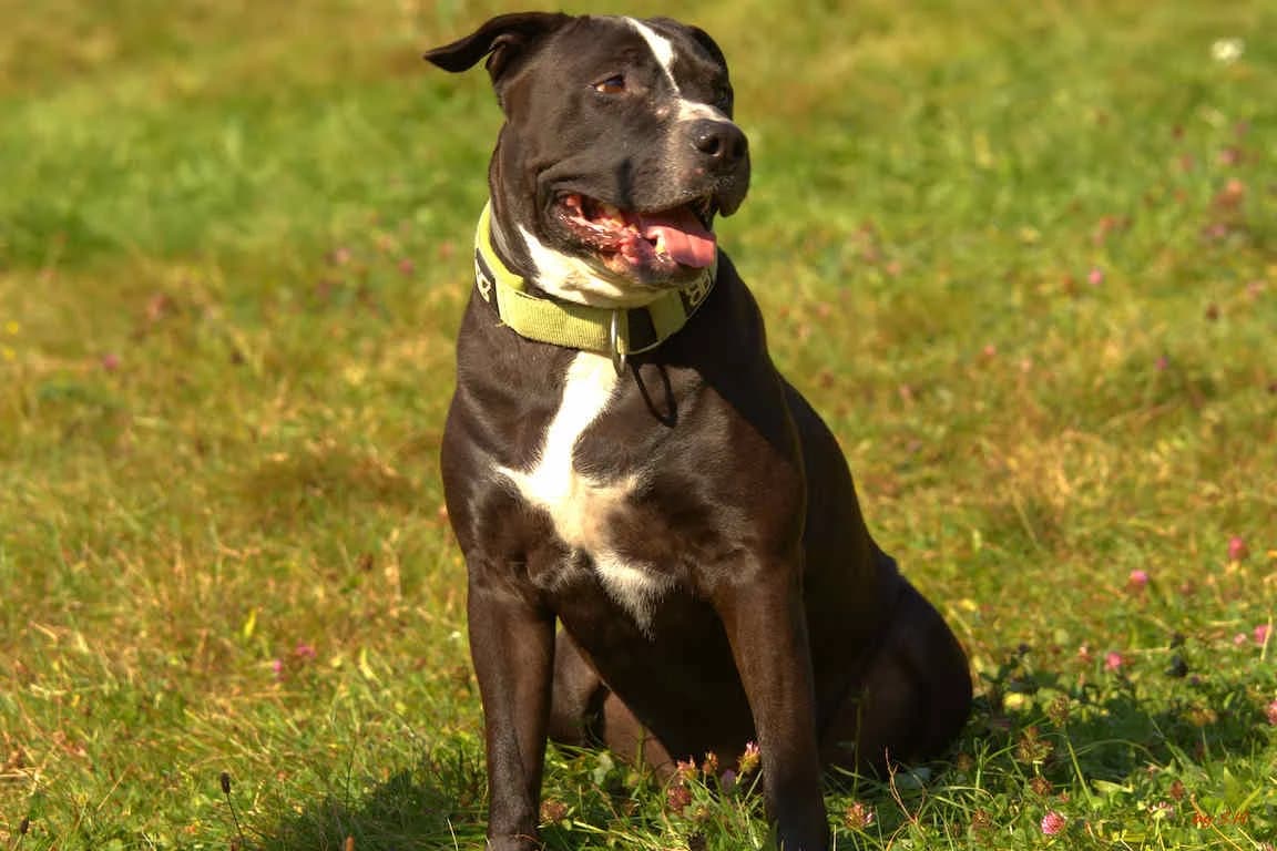 Ares, Staffordshire Bull Terrier (Bertha-Bruch-Tierheim Saarbrücken)