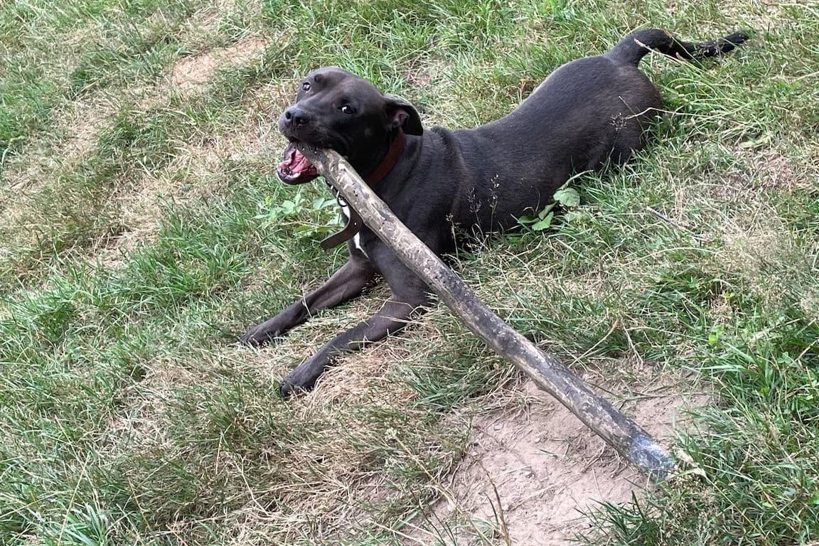 Ava, Staffordshire Bull Terrier (Bertha-Bruch-Tierheim Saarbrücken)