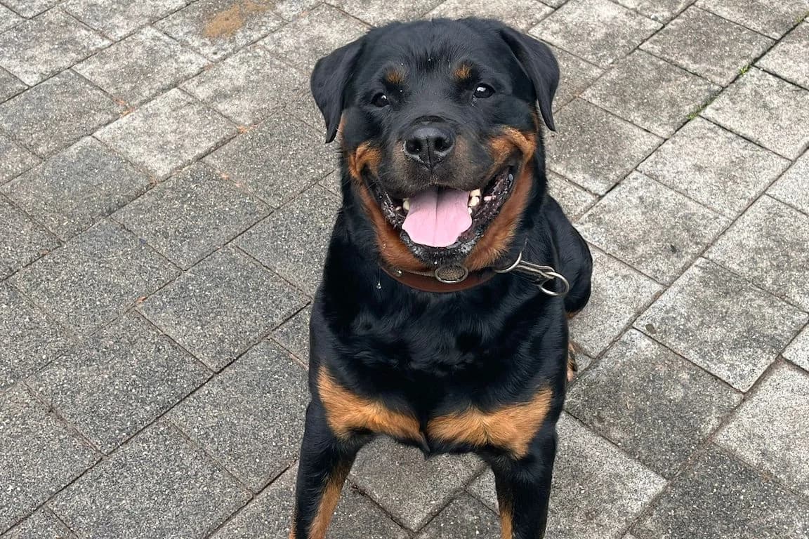 Gina, female senior Rottweiler for adoption at Bertha-Bruch-Tierheim Saarbrücken, Saarbrücken