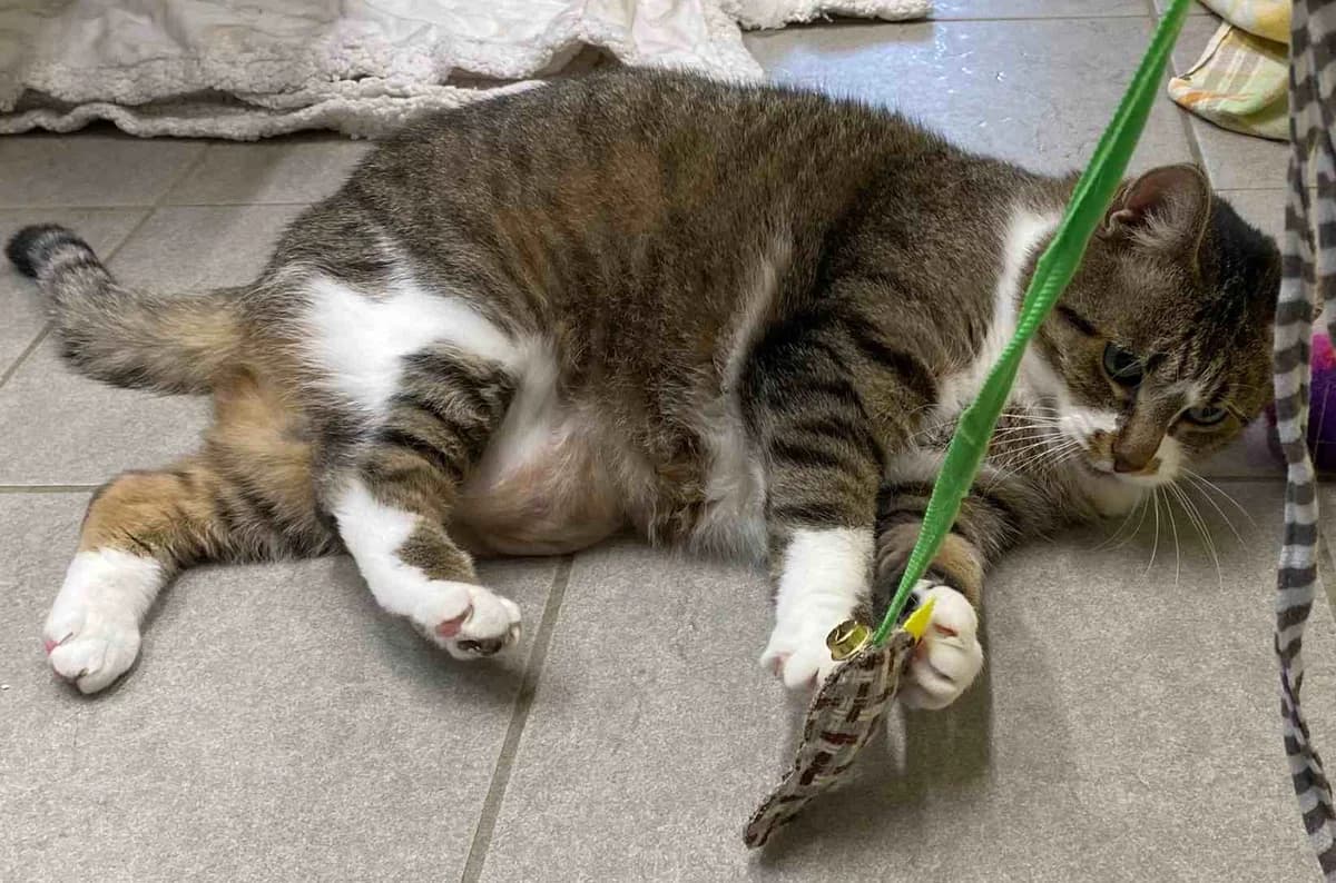 Lilo,  European Shorthair for adoption at Bertha-Bruch-Tierheim Saarbrücken, Saarbrücken