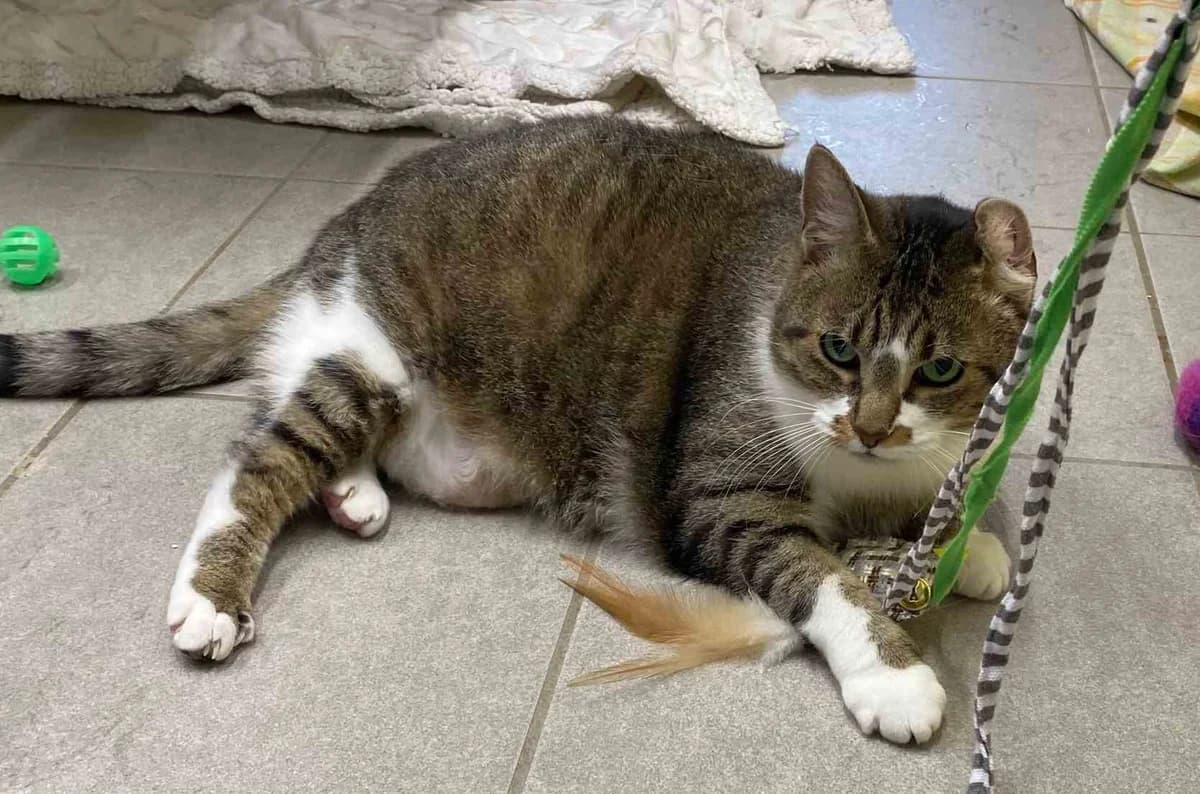 Lilo,  European Shorthair for adoption at Bertha-Bruch-Tierheim Saarbrücken, Saarbrücken — photo 2 of 6