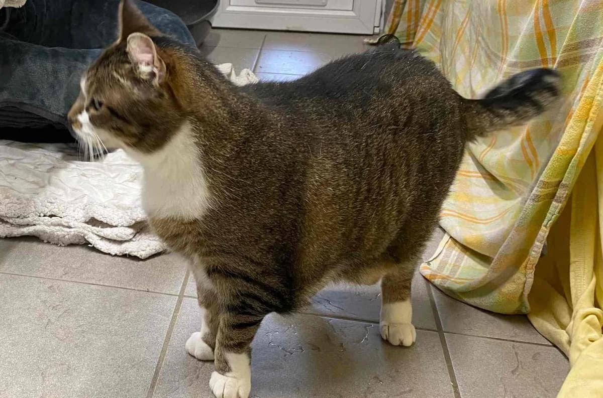 Lilo,  European Shorthair for adoption at Bertha-Bruch-Tierheim Saarbrücken, Saarbrücken — photo 3 of 6