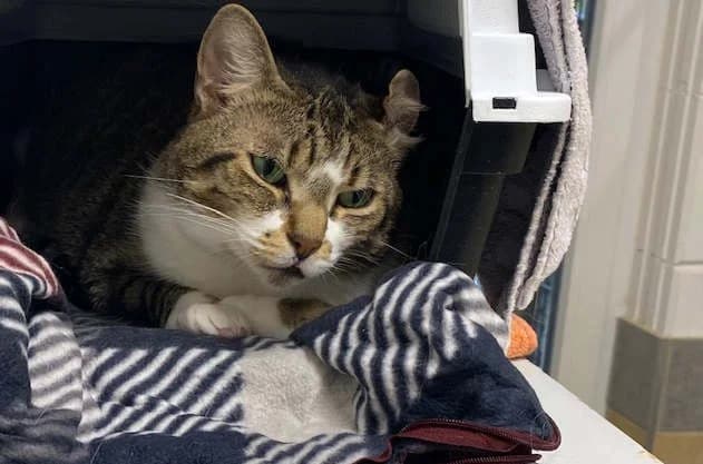 Lilo,  European Shorthair for adoption at Bertha-Bruch-Tierheim Saarbrücken, Saarbrücken — photo 4 of 6