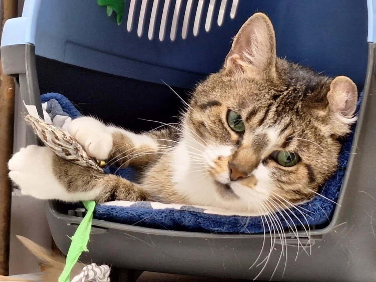 Lilo,  European Shorthair for adoption at Bertha-Bruch-Tierheim Saarbrücken, Saarbrücken — photo 5 of 6