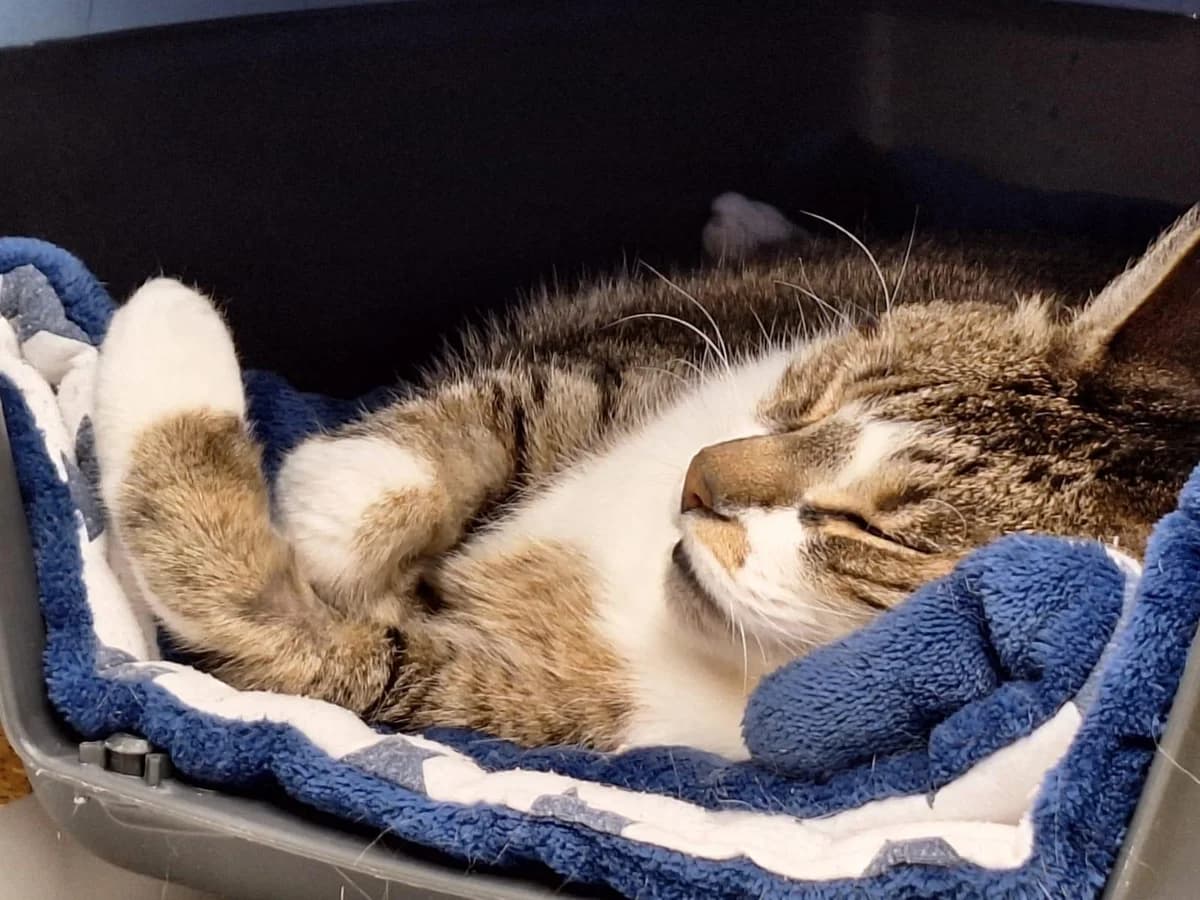 Lilo,  European Shorthair for adoption at Bertha-Bruch-Tierheim Saarbrücken, Saarbrücken — photo 6 of 6
