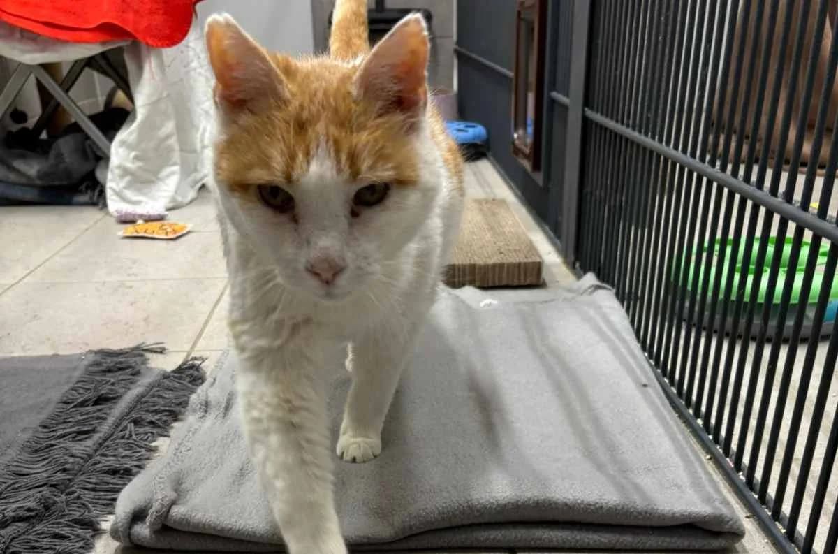 Odin, male mixed breed for adoption at Bertha-Bruch-Tierheim Saarbrücken, Saarbrücken