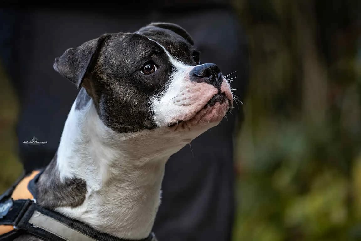Agatha, female senior Staffordshire Bull Terrier for adoption at Bertha-Bruch-Tierheim Saarbrücken, Saarbrücken