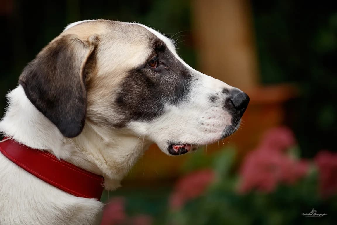 Ayla,  7yo Mixed Breed for adoption at Bertha-Bruch-Tierheim Saarbrücken, Saarbrücken