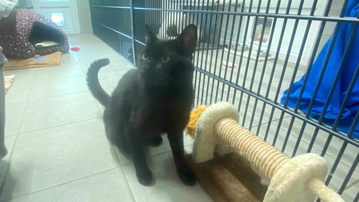 Paul, male 3yo European Shorthair for adoption at Bertha-Bruch-Tierheim Saarbrücken, Saarbrücken
