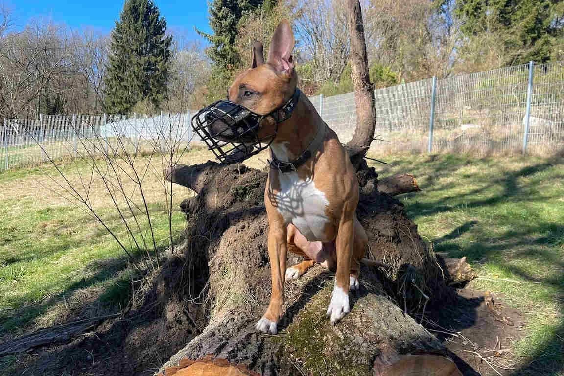 Zido, male Staffordshire Bull Terrier for adoption at Bertha-Bruch-Tierheim Saarbrücken, Saarbrücken
