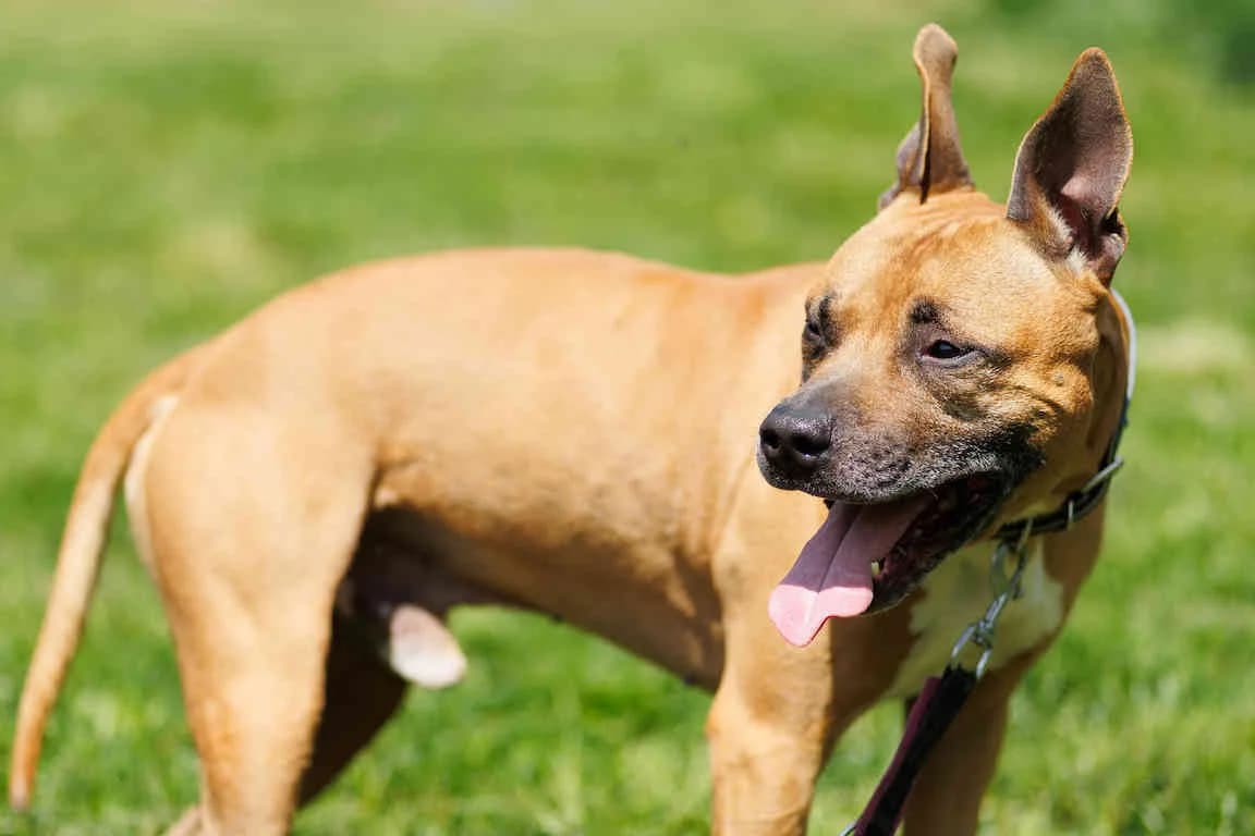 Zido, male Staffordshire Bull Terrier for adoption at Bertha-Bruch-Tierheim Saarbrücken, Saarbrücken — photo 2 of 4