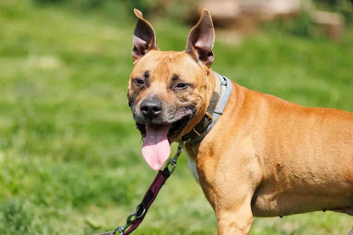Zido, male Staffordshire Bull Terrier for adoption at Bertha-Bruch-Tierheim Saarbrücken, Saarbrücken — photo 3 of 4
