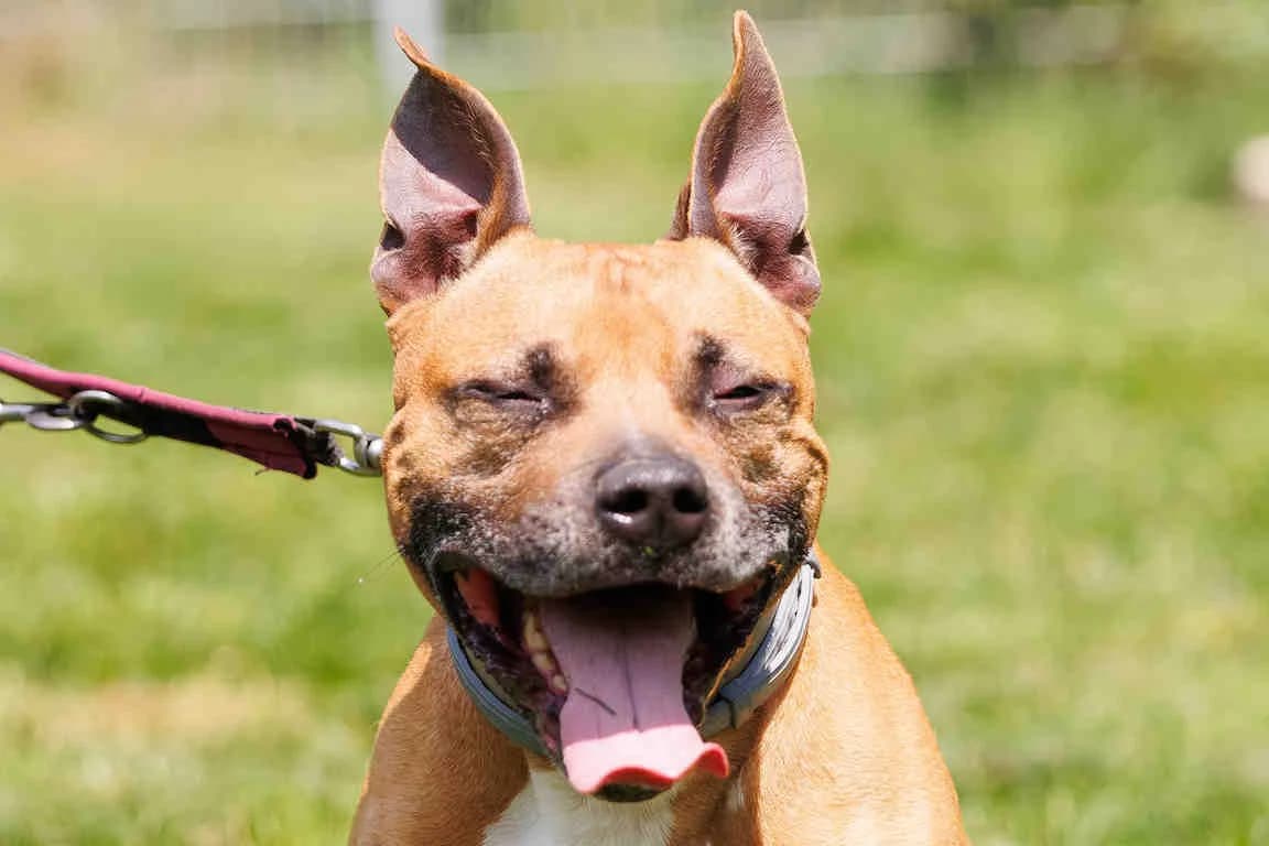 Zido, male Staffordshire Bull Terrier for adoption at Bertha-Bruch-Tierheim Saarbrücken, Saarbrücken — photo 4 of 4
