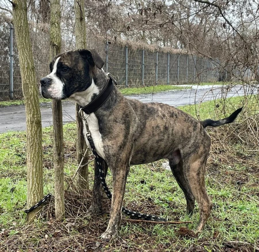 Neo, male senior Mixed Breed for adoption at Tierschutzverein Schönebeck und Umgebung e.V., Schönebeck