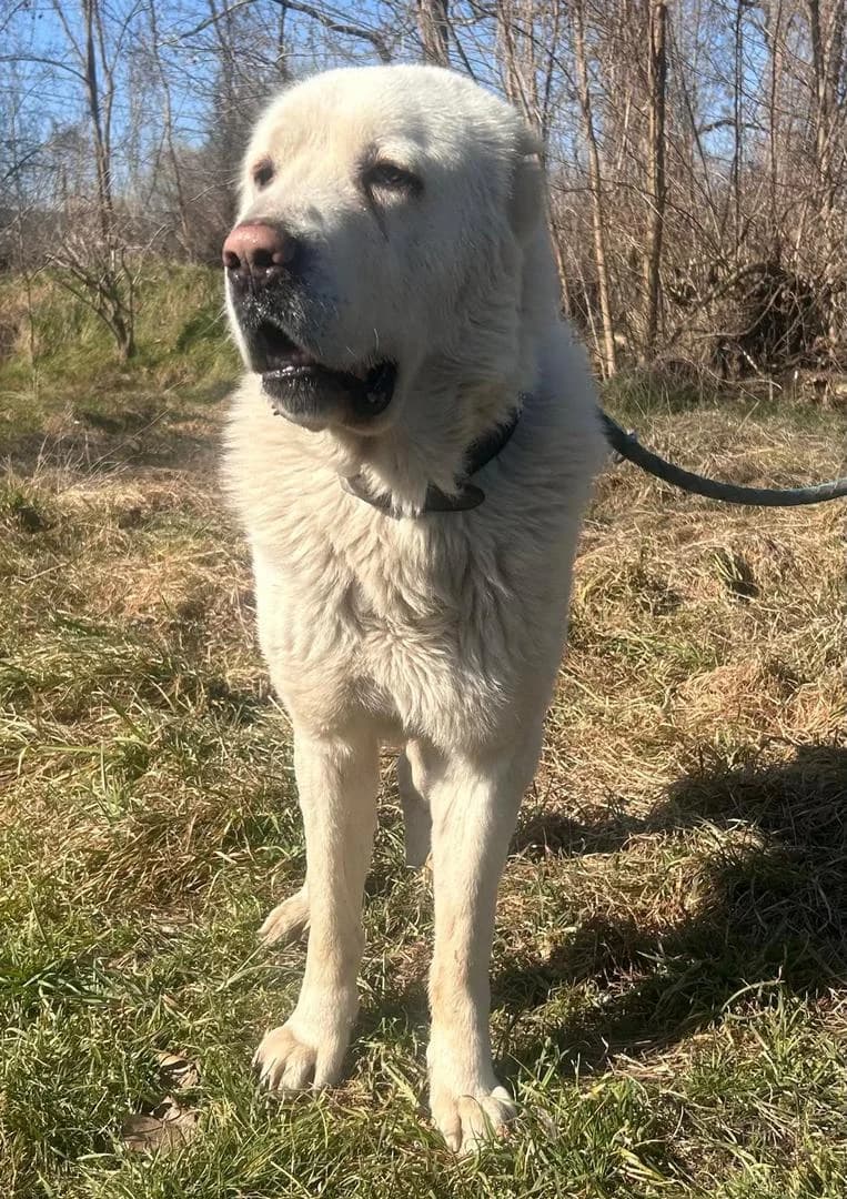 Neo, male Mixed Breed for adoption at Tierschutzverein Schönebeck und Umgebung e.V., Schönebeck