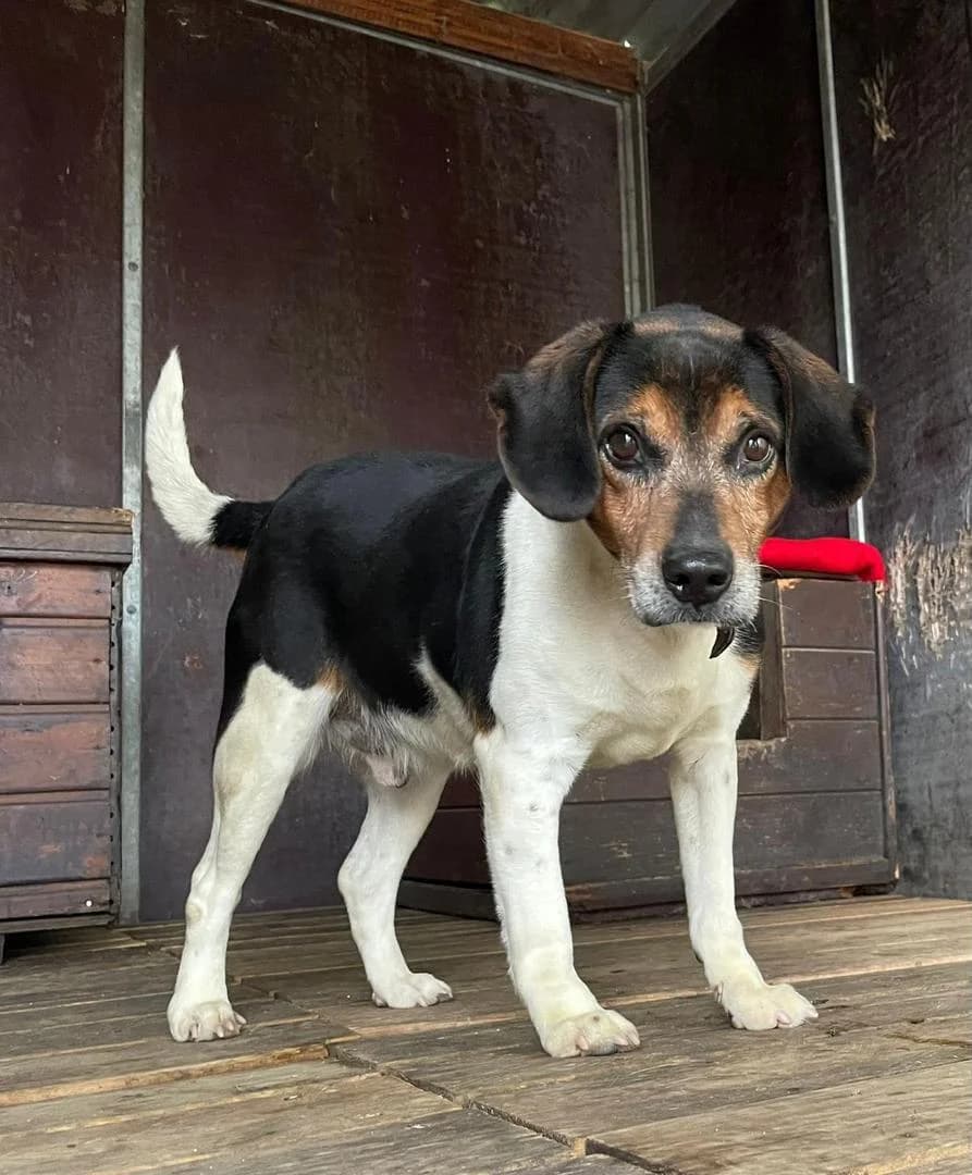 Mamba, female 7yo Mixed Breed for adoption at Tierschutzverein Schönebeck und Umgebung e.V., Schönebeck