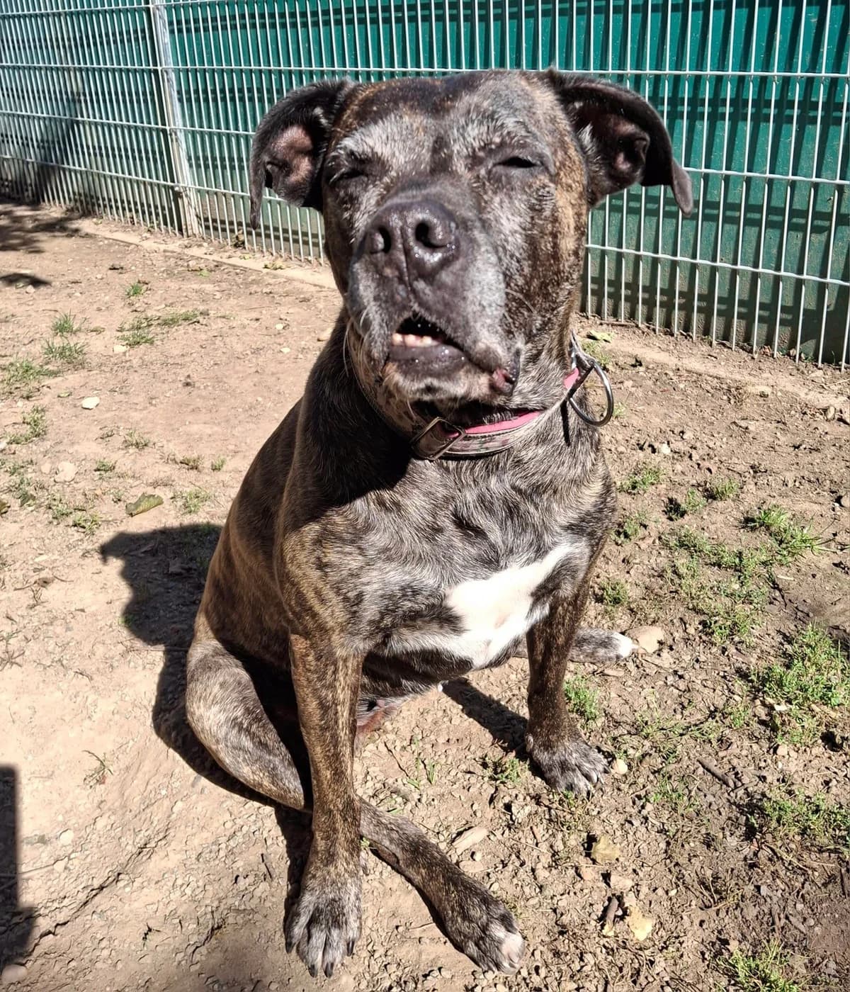 Coco – Stil ist nicht das andere Ende des Besens, male Mixed Breed for adoption at Tierheim Schkortitz, Grimma