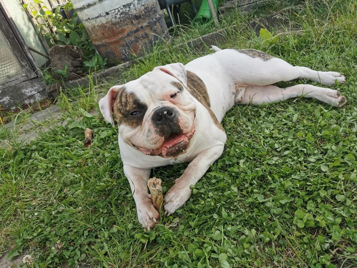 Rudi – Motivationscoach gesucht, female Mixed Breed for adoption at Tierheim Schkortitz, Grimma