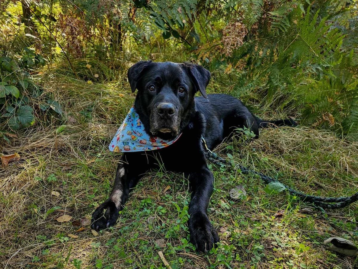 Pauli, Mixed Breed (Tierheim Schkortitz)
