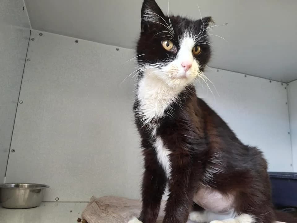 Timur – ich verbringe auf einer Pflegestelle meine letzte Zeit, male Mixed Breed for adoption at Tierheim Schkortitz, Grimma