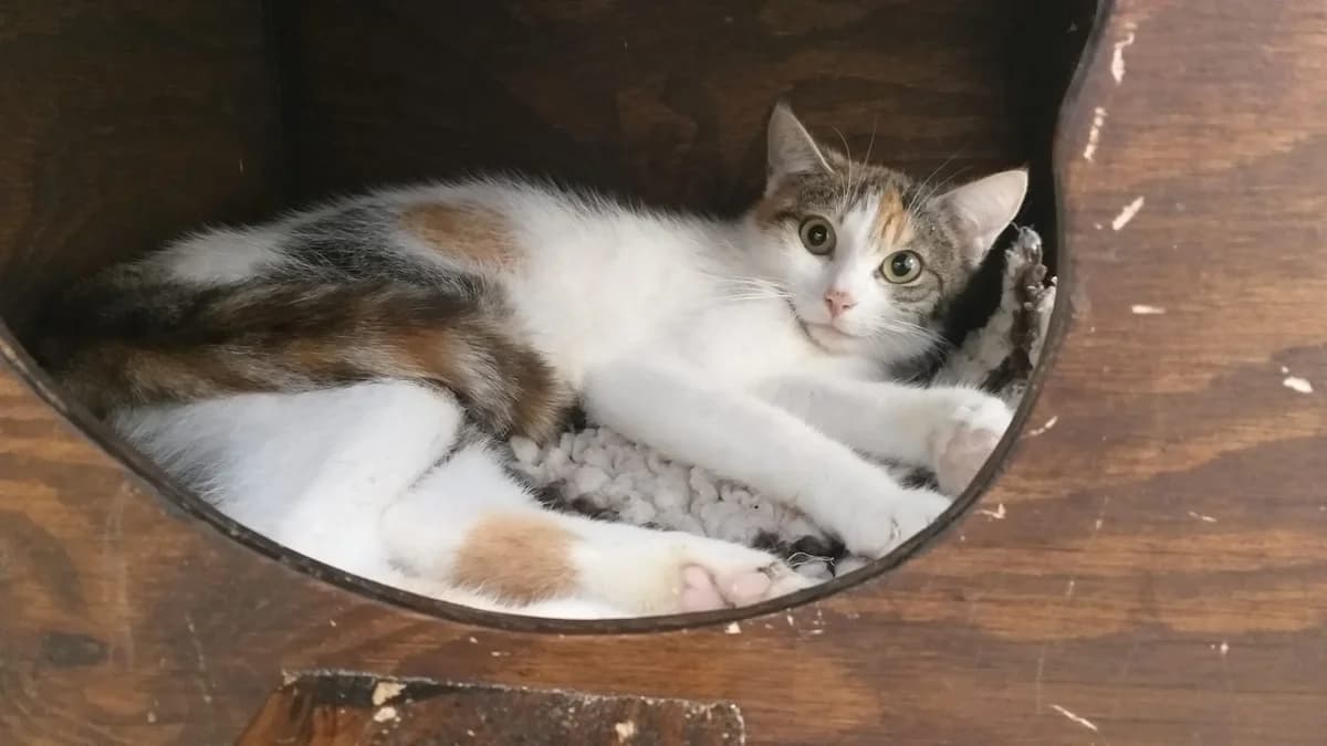 Heike, Mixed Breed (Tierheim Schkortitz)