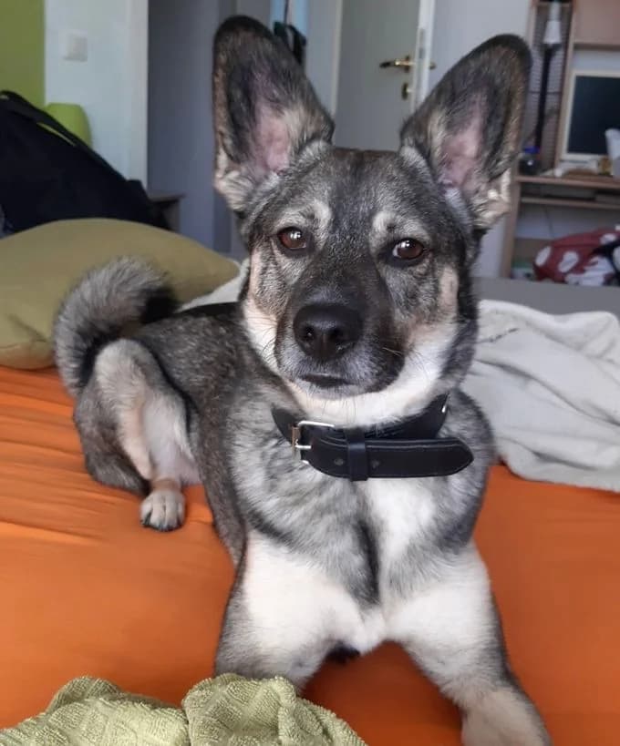 Spyki, Mixed Breed (Tierheim Schkortitz)
