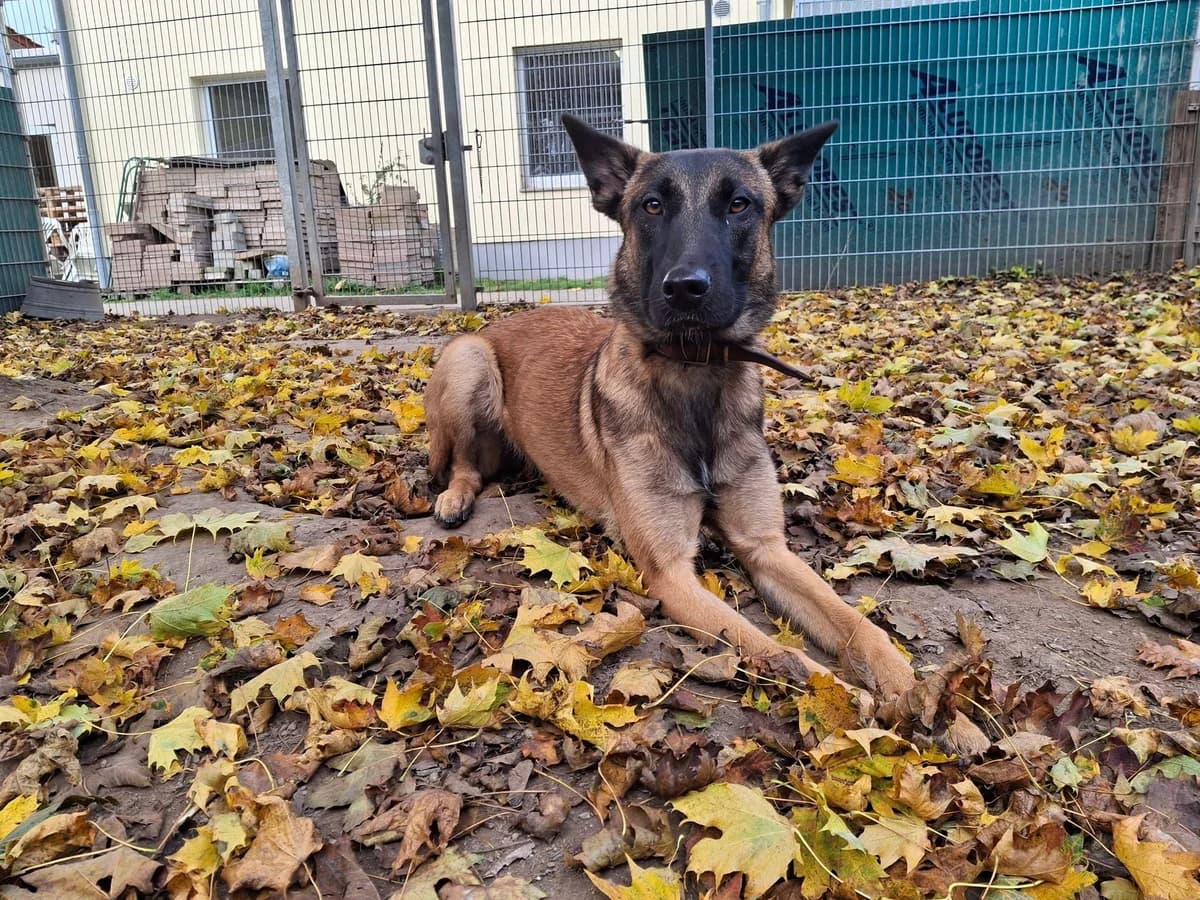 Nala, Mixed Breed (Tierheim Schkortitz)