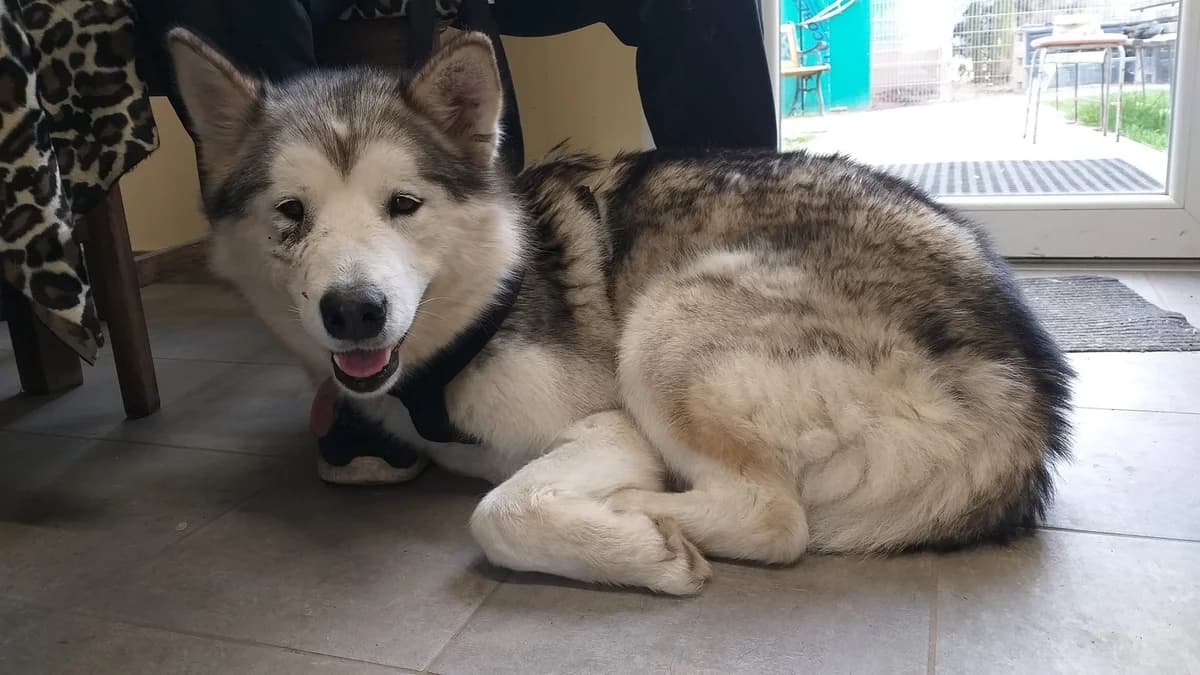 Khaleesi, Mixed Breed (Tierheim Schkortitz)