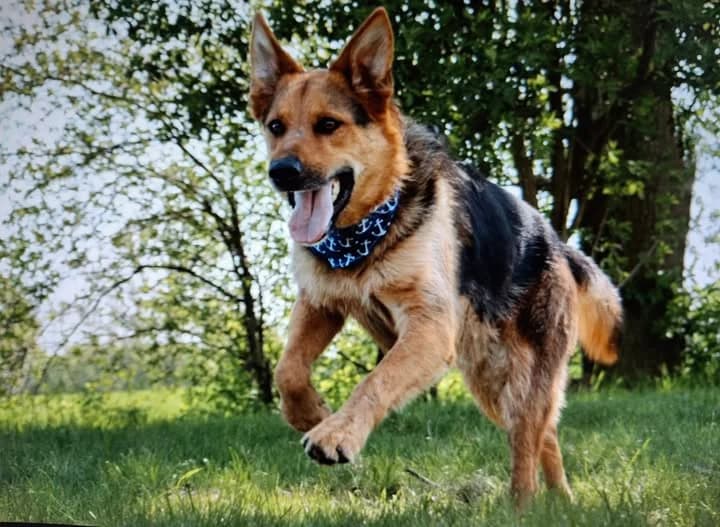 Spike, Mixed Breed (Tierheim Schkortitz)
